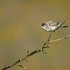 Penice vlasska - Sylvia nisoria - Barred Warbler 5372